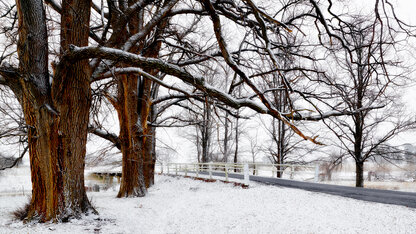 Munsie Bridge in Snow